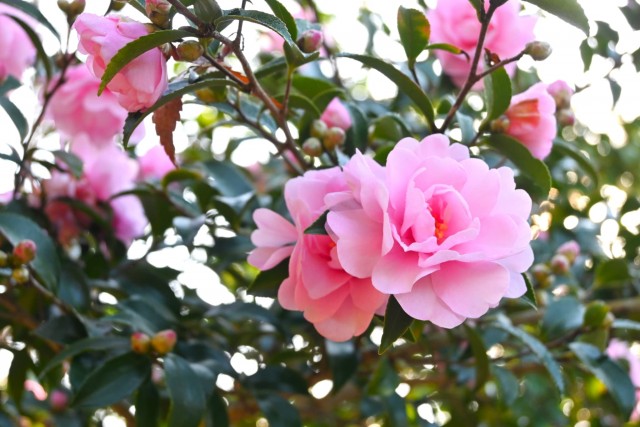 sazanka_otomesazanka