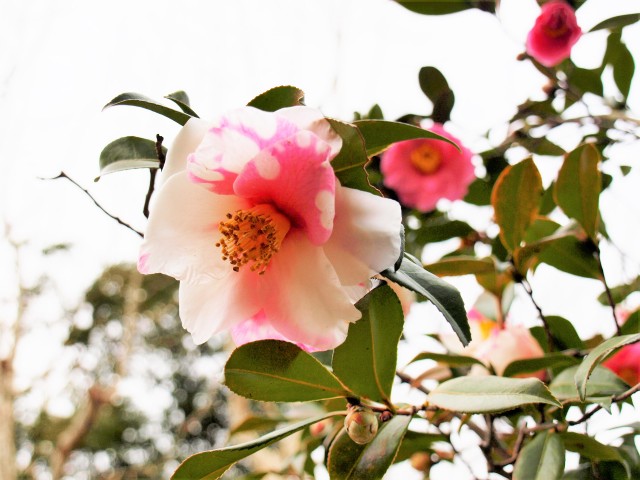 sazanka_shiboriegao_220112_01