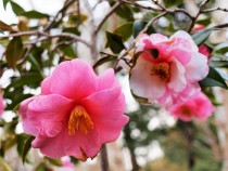 sazanka_shiboriegao_220120_02.jpg