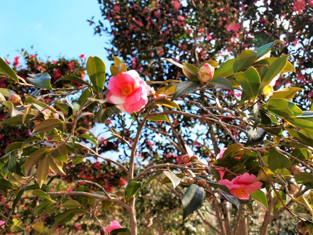 sazanka_shiboriegao_220216_01