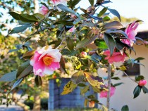 sazanka_shiboriegao_220223_01