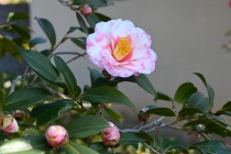 sazanka_shiboriegao_240214_02