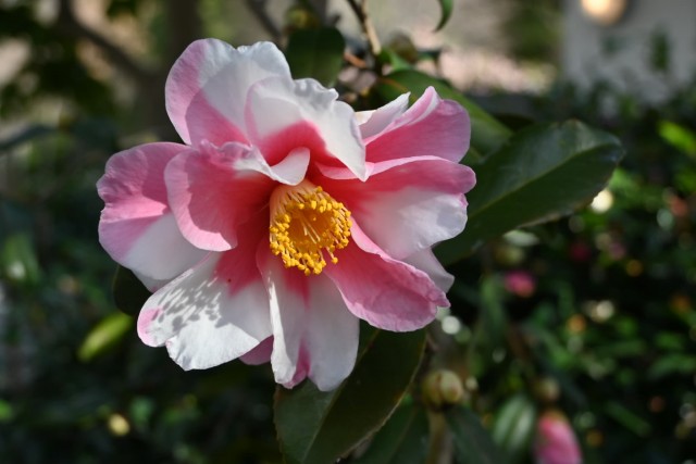 sazanka_shiboriegao_260305