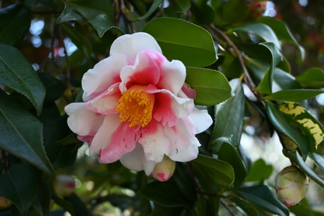 sazanka_shiboriegao_260311