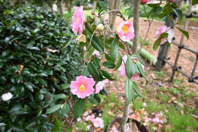 sazanka_shiboriegao_260325