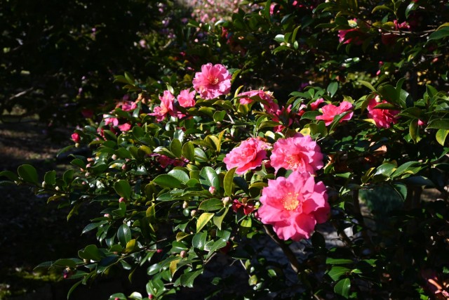 sazanka_shishigashira