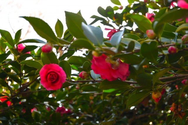 sazanka_shishigashira_20260114