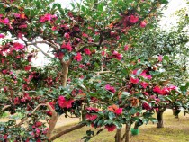 sazanka_shishigashira_220126_01