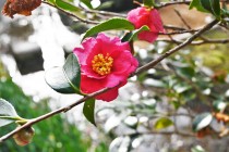 sazanka_shishigashira_230201_01