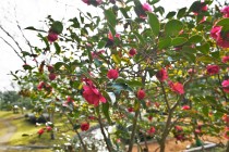 sazanka_shishigashira_230201_02