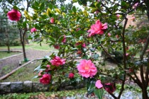 sazanka_shishigashira_231212_01