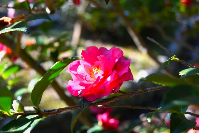 sazanka_shishigashira_240102_01