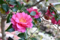 sazanka_shishigashira_240116_01