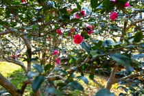sazanka_shishigashira_240130_01