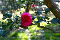 sazanka_shishigashira_240130_02