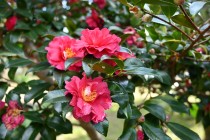 sazanka_shishigashira_250205