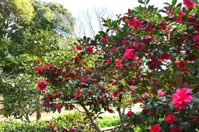 sazanka_shishigashira_250307