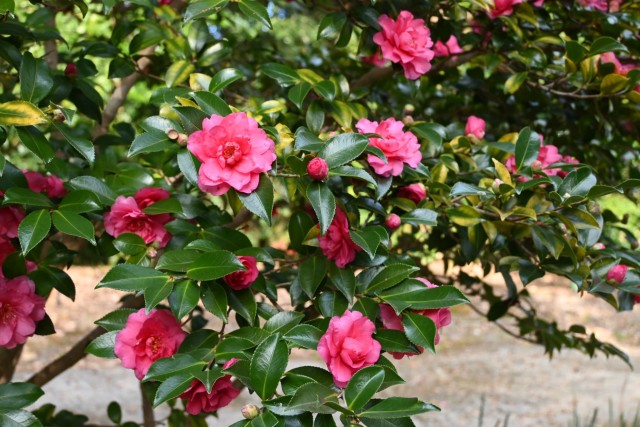 sazanka_shishigashira_251210