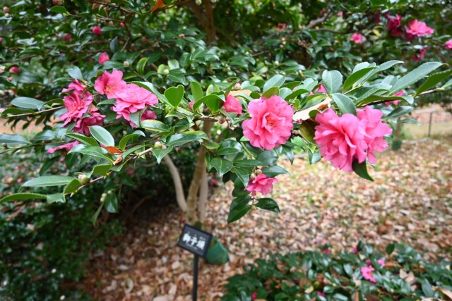 sazanka_shishigashira_251217