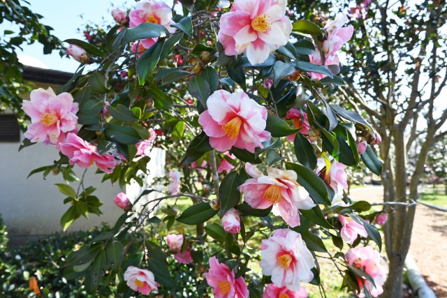 sazanka_siboriegao_230228_0https://www.expo70-park.jp/sys/wp-content/uploads/sazanka_omigoromo_230228_01.jpg1