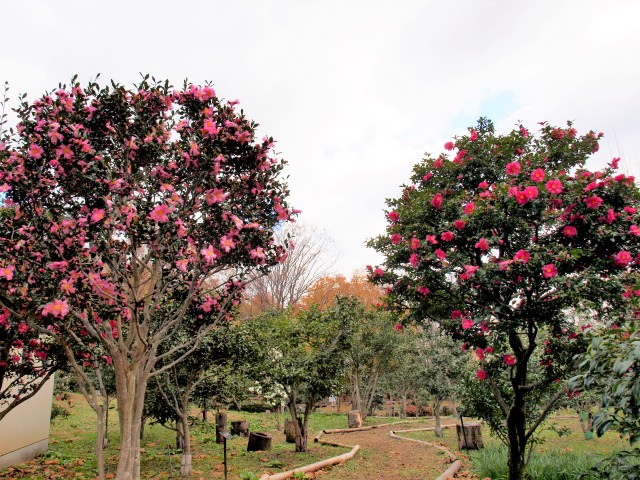 sazanka_tsubakinomori_211208_01