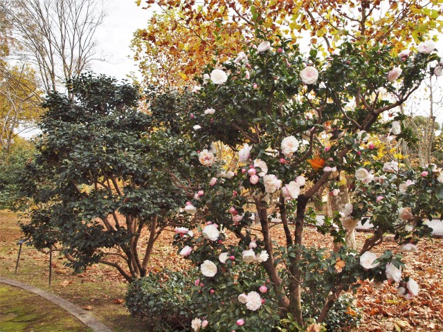 sazanka_tsubakinomori_221122_01