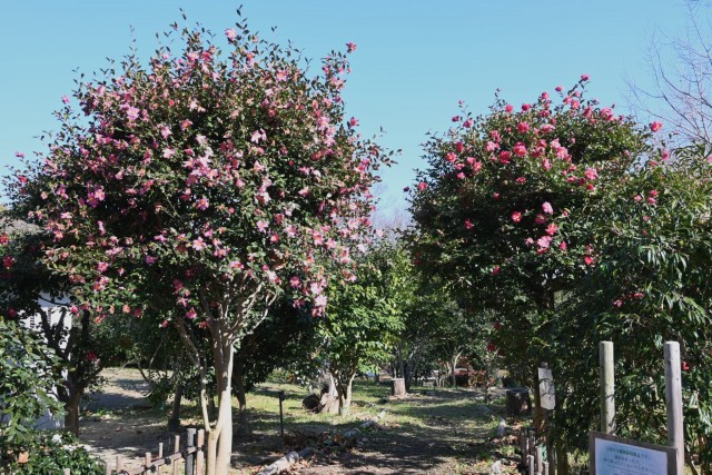 sazanka_tsubakinomori_260107