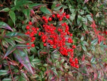 senryo_211215_02