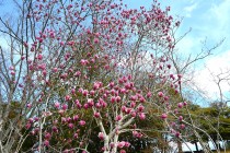shimokuren_250331_03