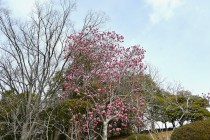 shimokuren_250402_02