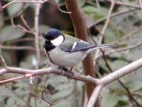 冬の鳥を観察してみよう 万博記念公園