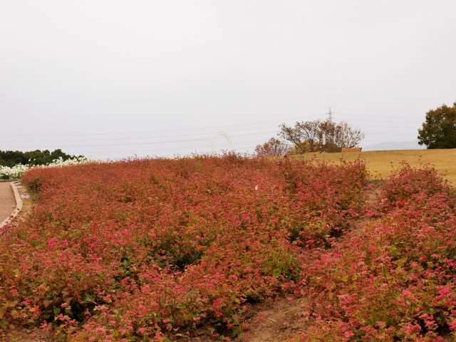 ソバ 年 更新終了しました 万博記念公園