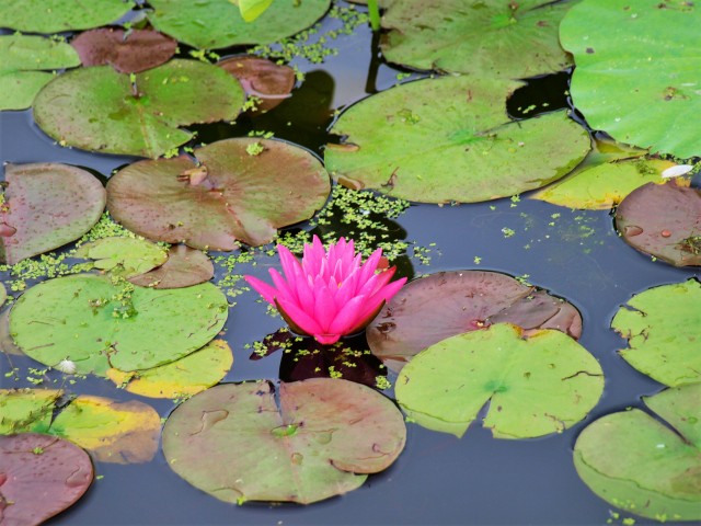 スイレン 花アルバム 過去の開花状況 万博記念公園