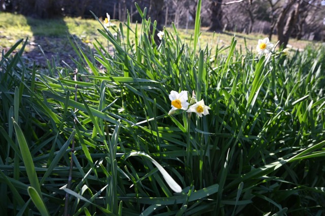 suisen_bairin_260107_01