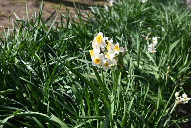 suisen_bairin_260121_01