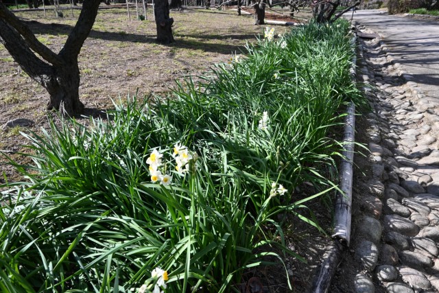 suisen_bairin_260121_02