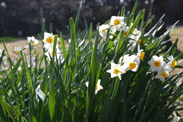 suisen_bairin_260204_01