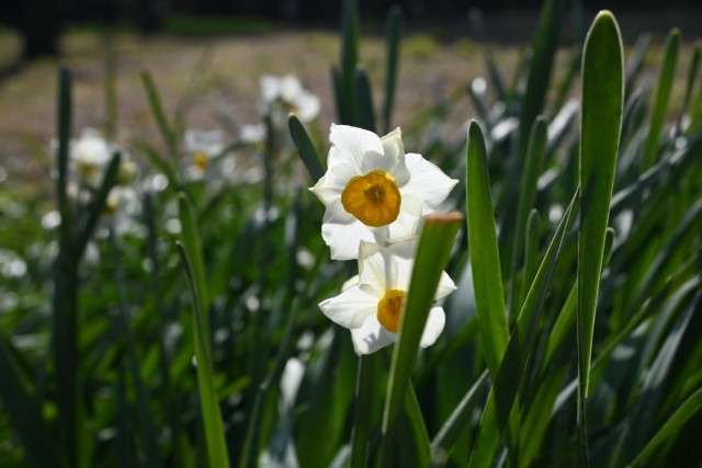 suisen_bairin_260204_02