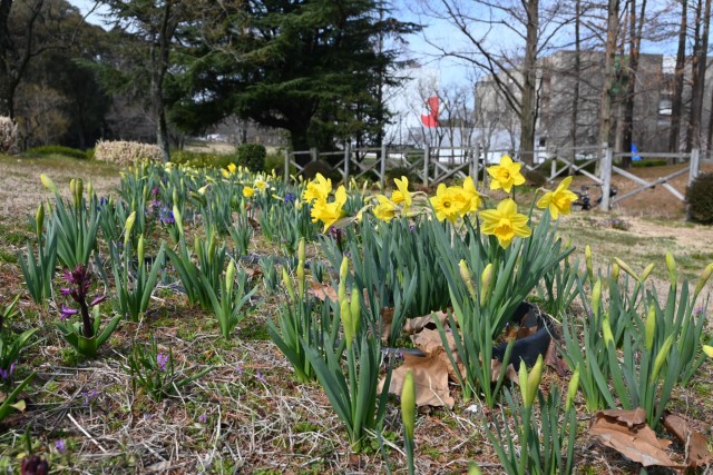 suisen_hanahekkei_260317_01