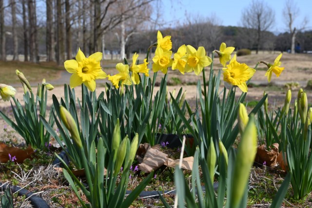 suisen_hanahekkei_260317_02