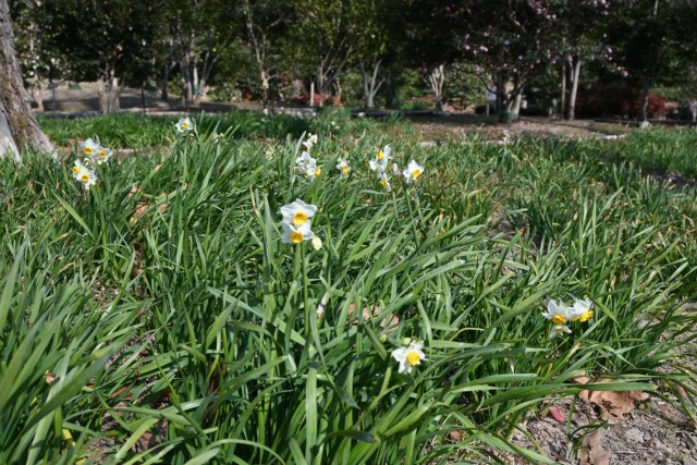 suisen_tsubaki_260204_01