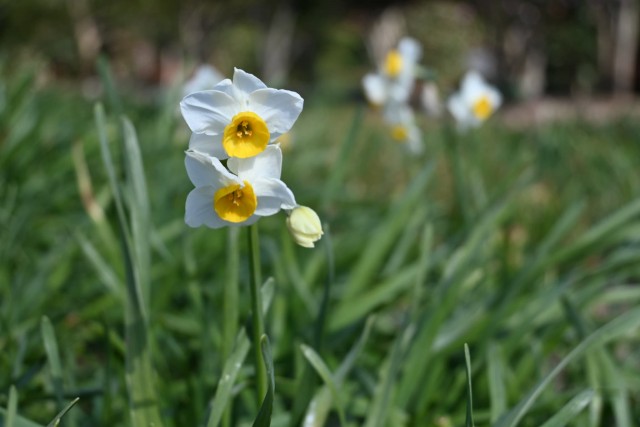 suisen_tsubaki_260204_02