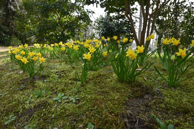 suisen_tsubaki_260317_01