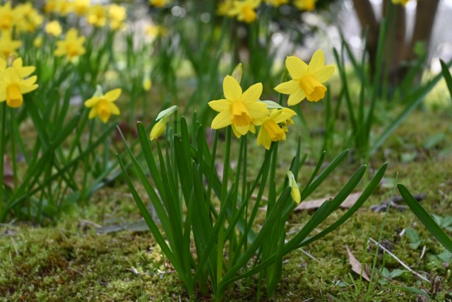 suisen_tsubaki_260317_02