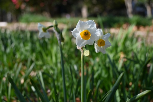 suisen_tsubakinomori_260107_01