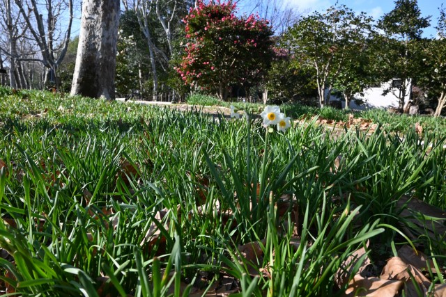 suisen_tsubakinomori_260107_02