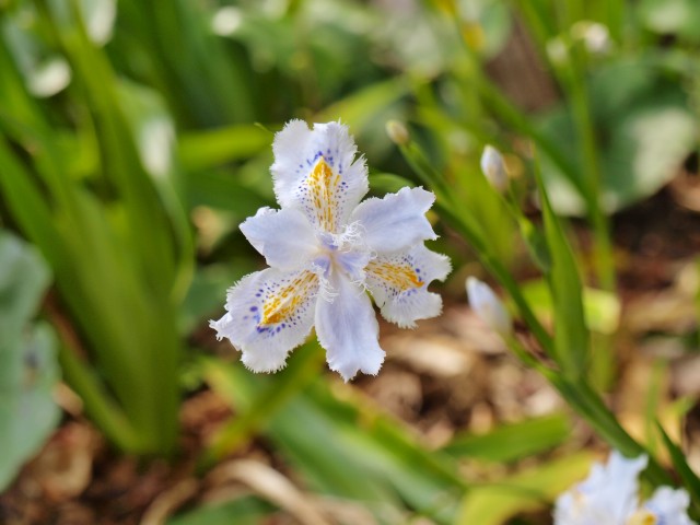 シャガ 21年 更新終了しました 万博記念公園