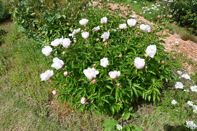 syakuyaku_baraen_250507_03