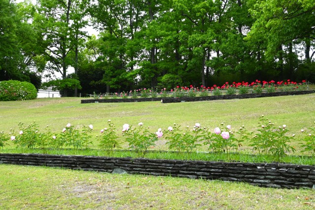 syakuyaku_nihonteien_250507_01