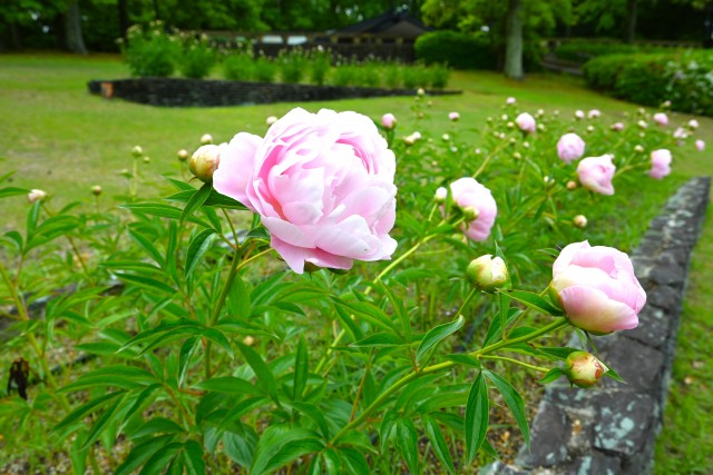 syakuyaku_nihonteien_250507_03